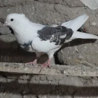 کبوتر انتیک