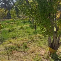 باغ ۵۰۰ متر کنار جاده اصلی،شبستر،علیبیگلو|فروش خانه و ویلا|شبستر, |دیوار