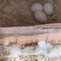 عروس هلندی مولد آلبینو چشم شرابی اصیل|پرنده|اقلید, |دیوار