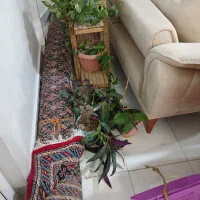 فرش ۱۲ متری