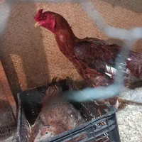 خروس و مرغ لاری برهما گردن لخت گلین