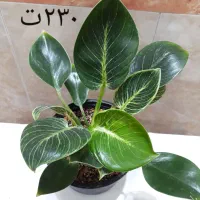 گلهای زیبا و شاداب خانگی