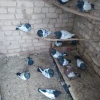 پرنده کبوتر