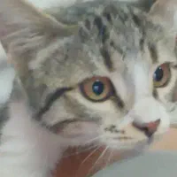 واگذاری رایگان 4 بچه گربه|گربه|کرمان, |دیوار