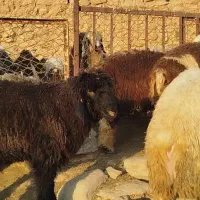 بره قصابی