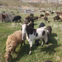 نر بزنجدی|حیوانات مزرعه|کنگاور, |دیوار