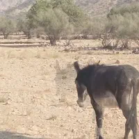 خر بخت نر|حیوانات مزرعه|فیروزآباد (لرستان), |دیوار