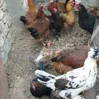 فروش مرغ تخم گذار درجه یک و جوان|حیوانات مزرعه|کویرات, |دیوار