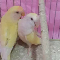 کوتوله مولد