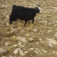 اوغلاخ|حیوانات مزرعه|قره ضیاالدین, |دیوار