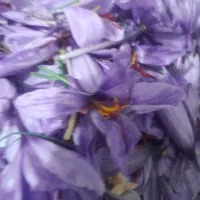 ۴ نفر کارگر هستیم .... برا جمع کردن زعفرون