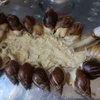 پرورش حلزون