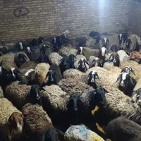 60راس پرواردرجه یک میش وشیشک قربان|حیوانات مزرعه|قزوین, |دیوار