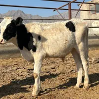 واردات تضمینی دام گوساله گاو از پاکستان