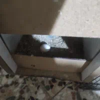 عروس وطوطی شوش دانیال|پرنده|شوش, |دیوار