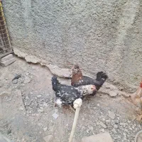 مرغ گلین