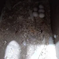 جفت عروس هلندی با تخم