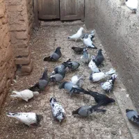 کبوتر|پرنده|منجیل, |دیوار