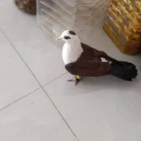 کبوتر مشهدی . لچگی .دوکت .طوقی|پرنده|کرمانشاه, |دیوار