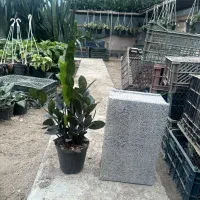 حراج گل‌ زامیفولیا سبز و بلک