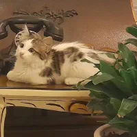 واگذاری رایگان گربه dlh