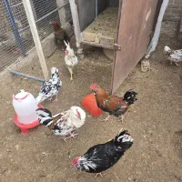 خروس جوان نژاد گلین ( معاوضه )