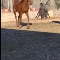 فروش اسب|اسب و تجهیزات اسبسواری|یاسوج, |دیوار