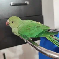 جوجه طوطی ملنگو شاه تخم