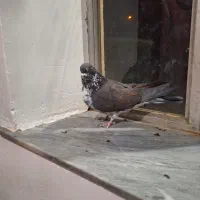 نیاز‌به‌تعریف‌نیست