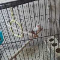 مرغ عشق نرو ماده|پرنده|پردیس, فاز ۱|دیوار