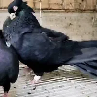 کبوتر سیاه آبادانی زاغ ابادانی