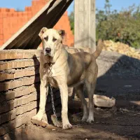 ماده آلابای اصیل ده ماهه