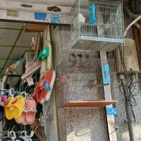 قناری سرخ و سهره نر ماده تک و جفتی|پرنده|تهران, پرستار|دیوار