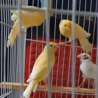 قناری جوجه امسال