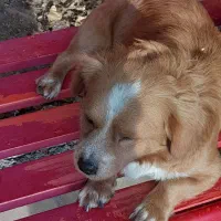 فروش|سگ|اقبالیه, |دیوار