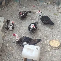اردک اسرائیلی