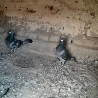 این کبوتر ها رو دزد برده هر کی پیداکن|حیوانات|هیرمند, |دیوار