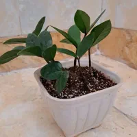 گل آپارتمانی بنسای و کاکتوس گلدان سرامیکی|گل و گیاه طبیعی|شیراز, تندگویان|دیوار