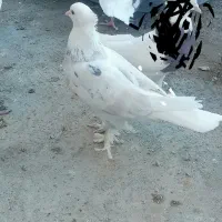 شازده سور ماده کلاهی|پرنده|گنبکی, |دیوار