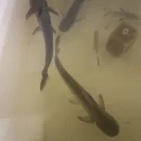 پنگوسی هیولا