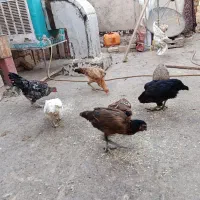 مرغ لاری معمولی