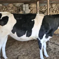 گاو نوبر|حیوانات مزرعه|شیراز, کرونی(خاتونک)|دیوار