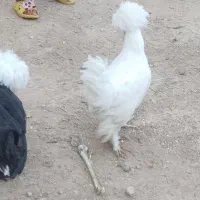 6عدد مرغ محلی تخم گذار|حیوانات مزرعه|کوهرنگ, |دیوار