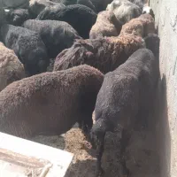 فروش  ۲ عدد میش و ۲۰ عدد بره