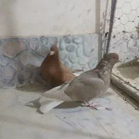 دمسفیدکلاهی