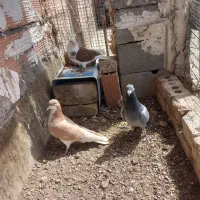 سه عدد صید پرشی