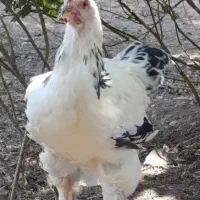 مرغ. خروس
