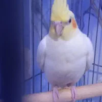 عروس هلندی جوجه