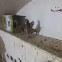 یک جفت مفلق سرخ