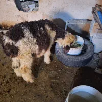 بره نر مناسب نگهداری و گشتار